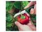 Hände ernten eine rote Paprika von einer Pflanze mit einem Gartenmesser.