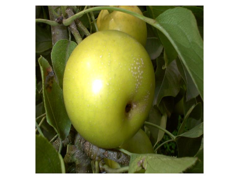 Grüner Apfel an einem Ast mit Blättern