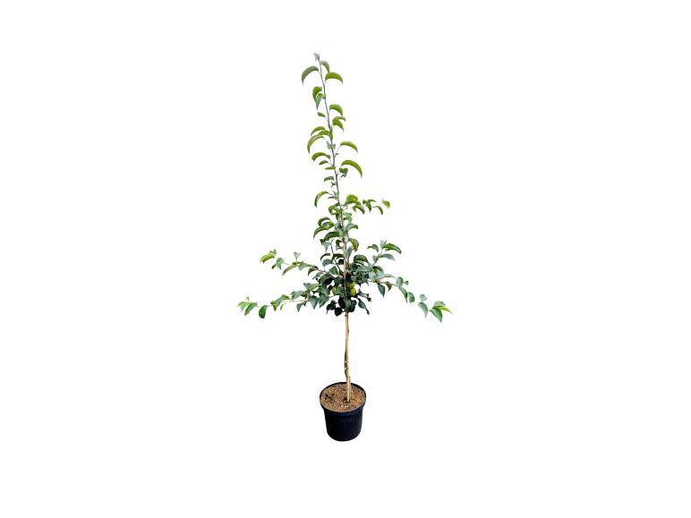 Kleiner Topf-Obstbaum mit grünen Blättern und einigen kleinen grünen Früchten