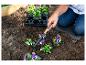Person pflanzt Stiefmütterchen in ein Beet mit einem Gartengerät.