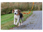 Ein Beagle läuft an der Leine auf einem Betonweg.
