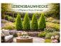 Lebensbaumhecke mit 4 Thuja Smaragd Pflanzen in einem sonnigen Garten mit Sitzbereich.