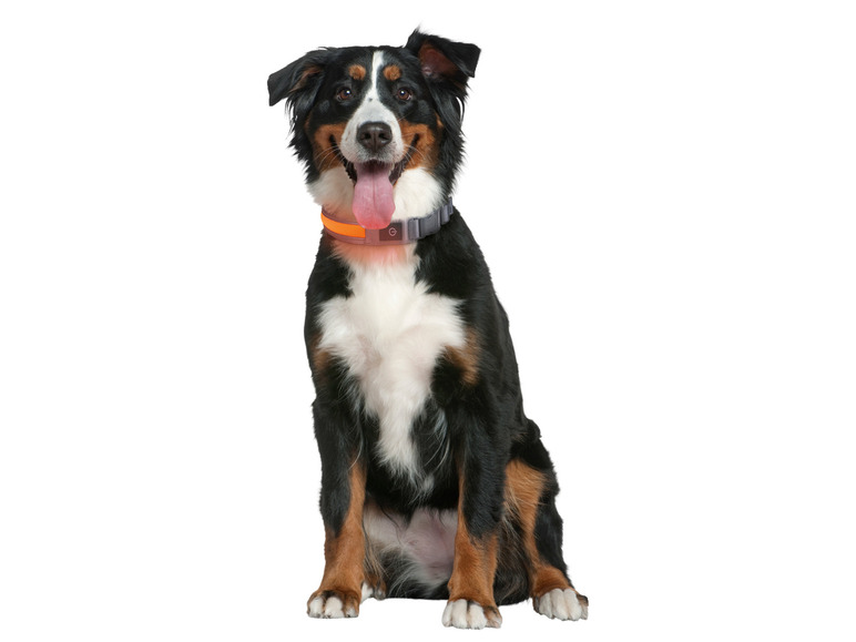Gehe zu Vollbildansicht: zoofari® LED-Hundeleuchtband, mit wiederaufladbarem Akku - Bild 10