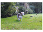 Ein Beagle-Hund geht auf einer Wiese an der Leine.
