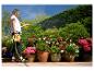 Frau gießt Blumen im Garten mit einem Schlauchwagen, blauer Himmel und grüne Pflanzen im Hintergrund.