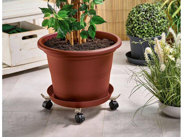 Großer brauner Blumentopf mit grüner Pflanze auf Rolluntersatz, neben anderen Topfpflanzen.