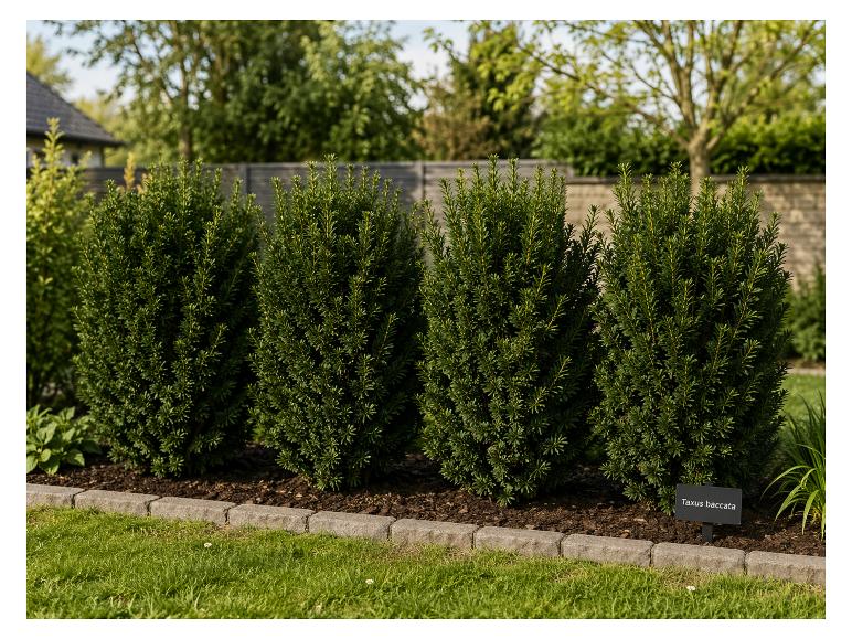 Dunkelgrüne Eibensträucher in einem Garten mit Holzzaun im Hintergrund. Etikett: Taxus baccata.