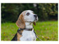 Ein Beagle auf grünem Rasen, der nach oben schaut.