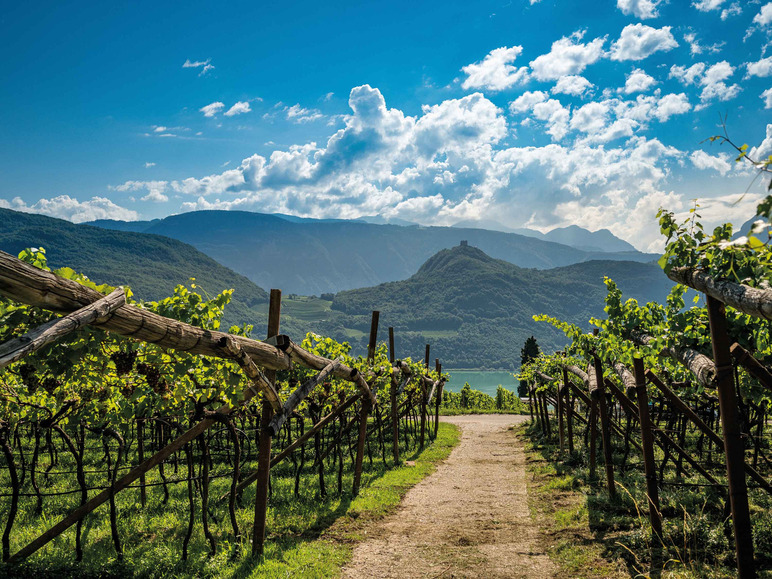 Gehe zu Vollbildansicht: Kellerei Kaltern Weißburgunder Alto Adige DOC trocken, Weißwein 2022 - Bild 4