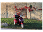 Ein roter Scooter, geparkt an einer Steinmauer, die mit roten Weinreben bewachsen ist.