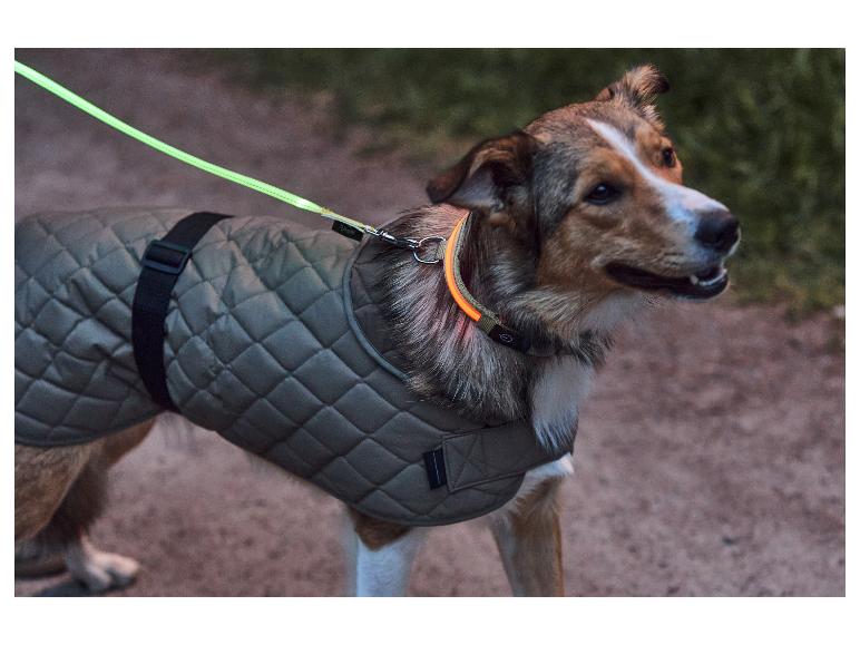 Hund mit reflektierender Jacke und leuchtendem Halsband spaziert in der Dämmerung.