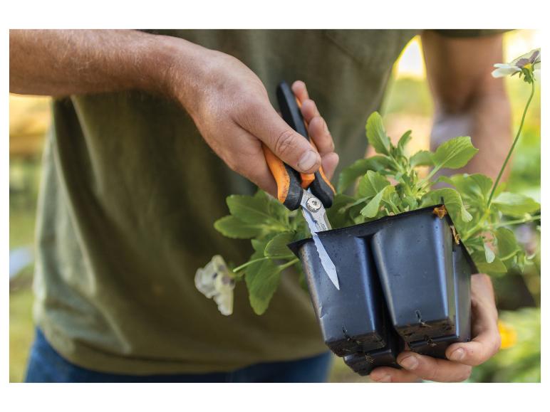 Person schneidet Blumensetzlinge in Töpfen mit einer Gartenschere.
