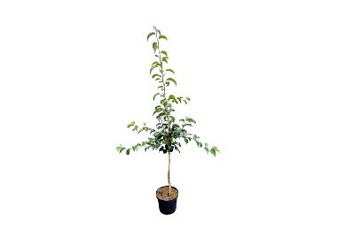 Buschbaum »Nashi«