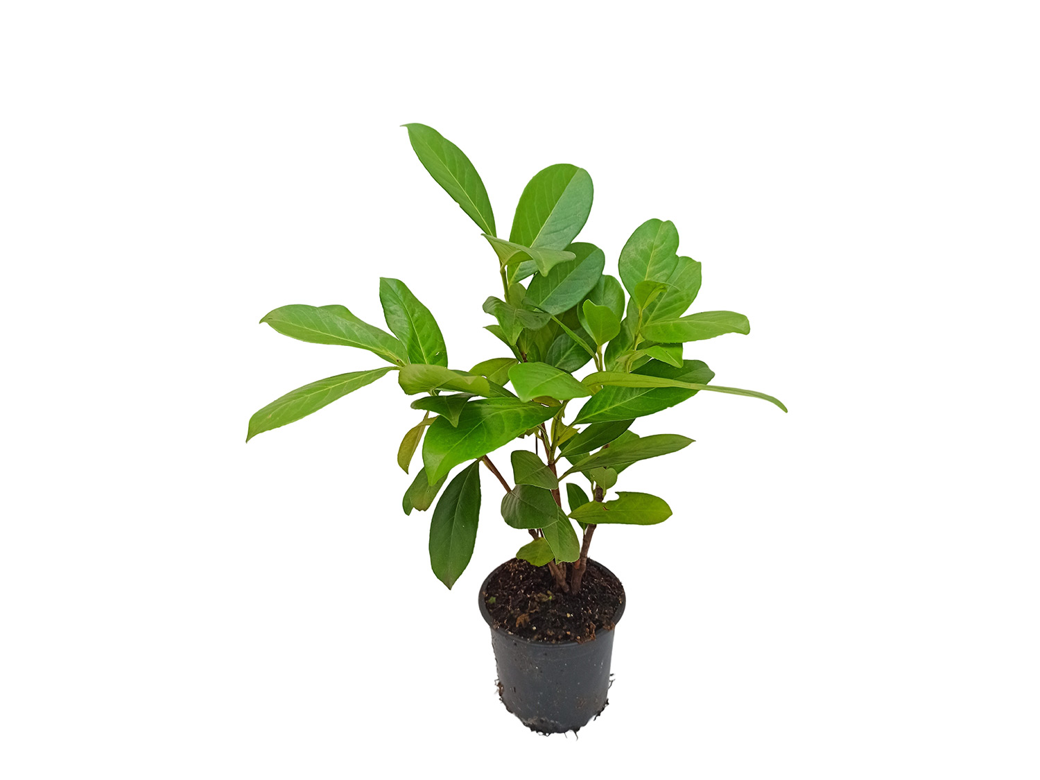 Kirschlorbeerhecke Novita®, 5 Pflanzen | 04250697213924 Kirschlorbeerhecke Novita®, 5 Pflanzen | 04250697213924