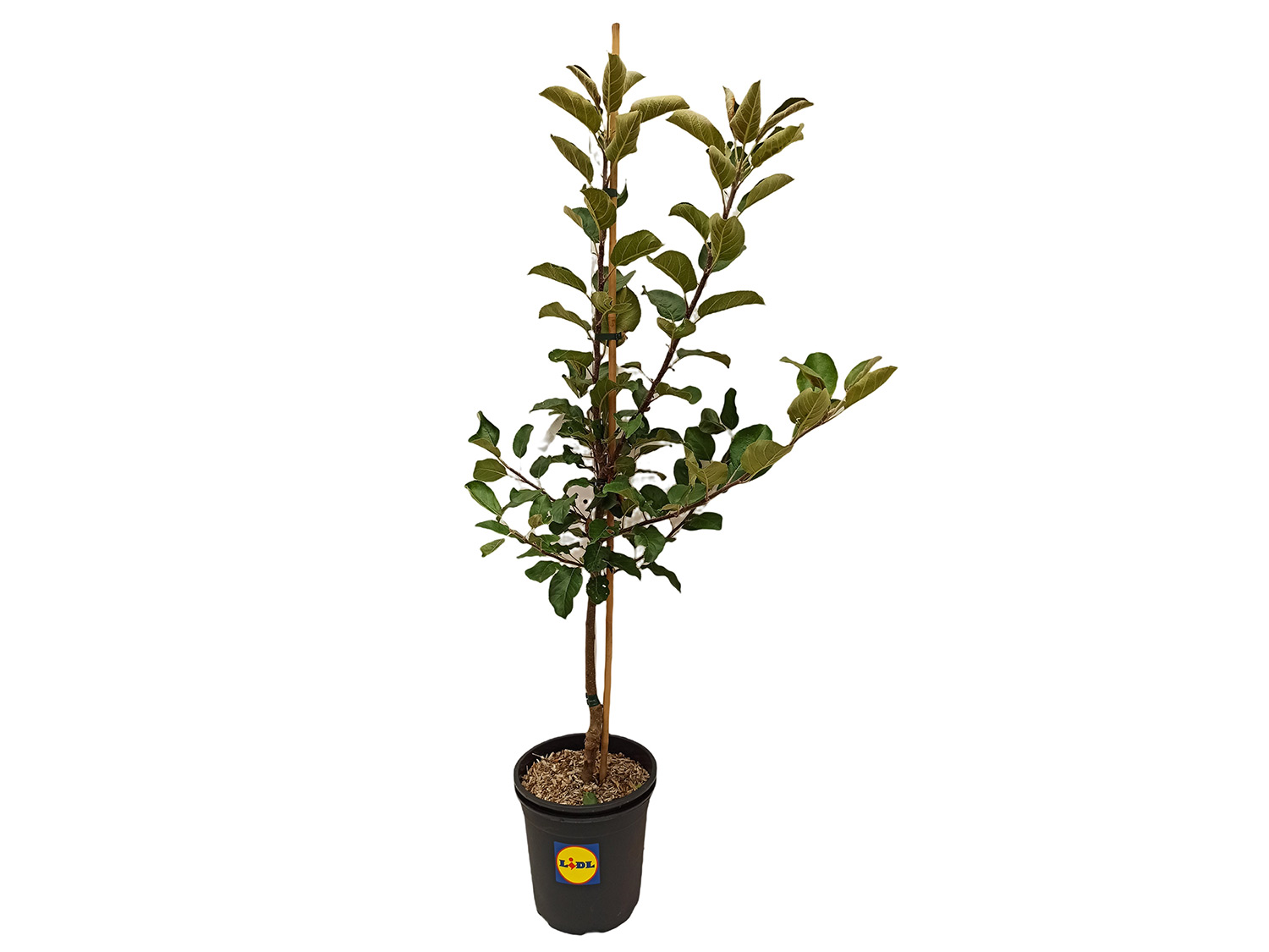 Apfelbaum »Santana®«, Buschbaum, süß und saftig, gut für Allergiker geeignet, winterhart | 04260006578569