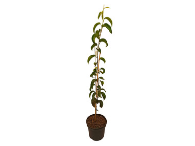 Nashi Birne-Säule, 3-jährig, 1 Pflanze, 5 Liter Container, 4 m Wuchshöhe