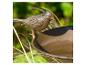 Dekorativer Metallvogel auf einer Vogeltränke mit grünem Gartenhintergrund.