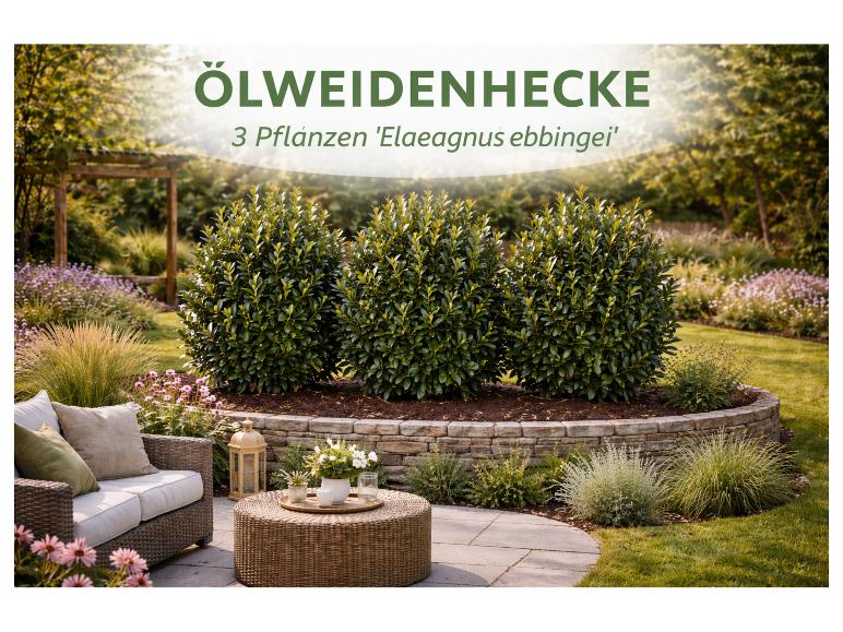 Ölweidenhecke mit 3 Pflanzen 'Elaeagnus ebbingei' in einem Garten mit Sitzbereich.