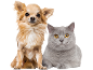 Ein langhaariger Chihuahua und eine kurzhaarige graue Katze schauen nach vorne.