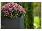 Rosa Chrysanthemen in einem dunkelgrauen Pflanzgefäß, mit verschwommenem grünem Gartenhintergrund.