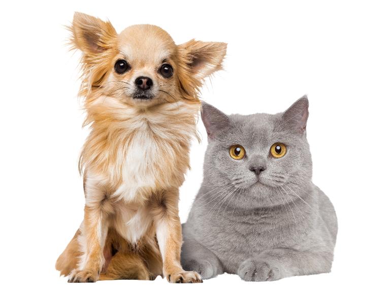 Ein Chihuahua-Hund und eine graue Katze mit gelben Augen schauen in die Kamera.