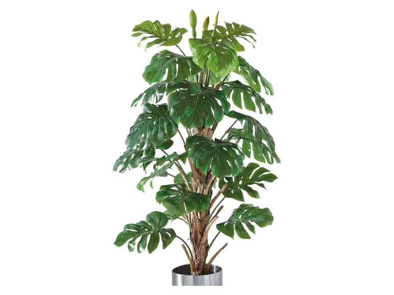 Gehe zu Vollbildansicht: Pureday Kunstpflanze »Philo-Baum«, mit Naturstamm - Bild 2
