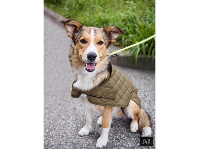 Ein Hund trägt draußen den gefütterten MAX WORLD Hundemantel. [KI-generiertes Bild]