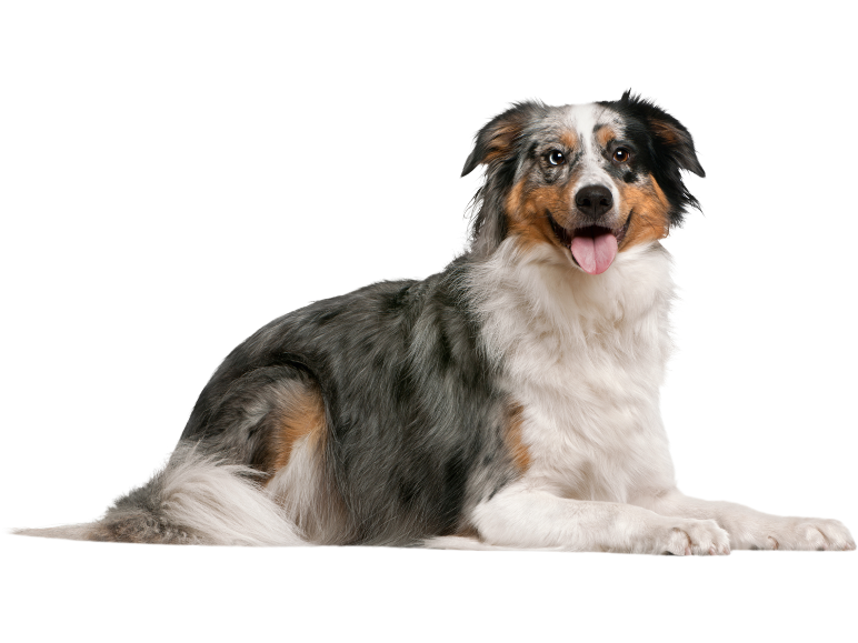 Blauer Merle Australian Shepherd Hund mit braunen Abzeichen, liegend und lächelnd