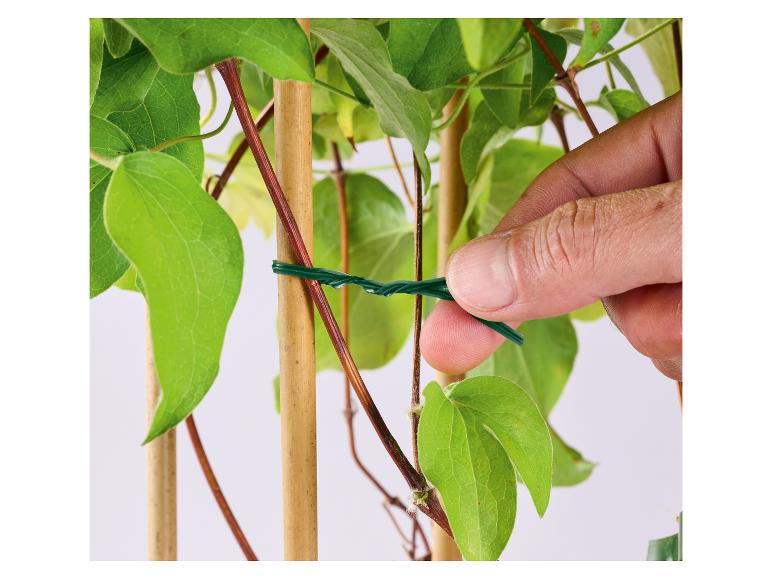 Hand befestigt grünen Draht an einer Kletterpflanze an einem Bambusstab.