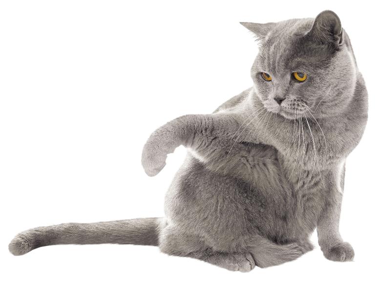 Graue Katze mit orangefarbenen Augen kratzt sich an der Seite.