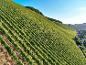 Üppiger grüner Weinberg an einem Hang mit klarem blauem Himmel und Bahngleisen im Tal.