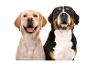 Zwei Hunde, ein Golden Retriever und ein Berner Sennenhund, lächeln in die Kamera.