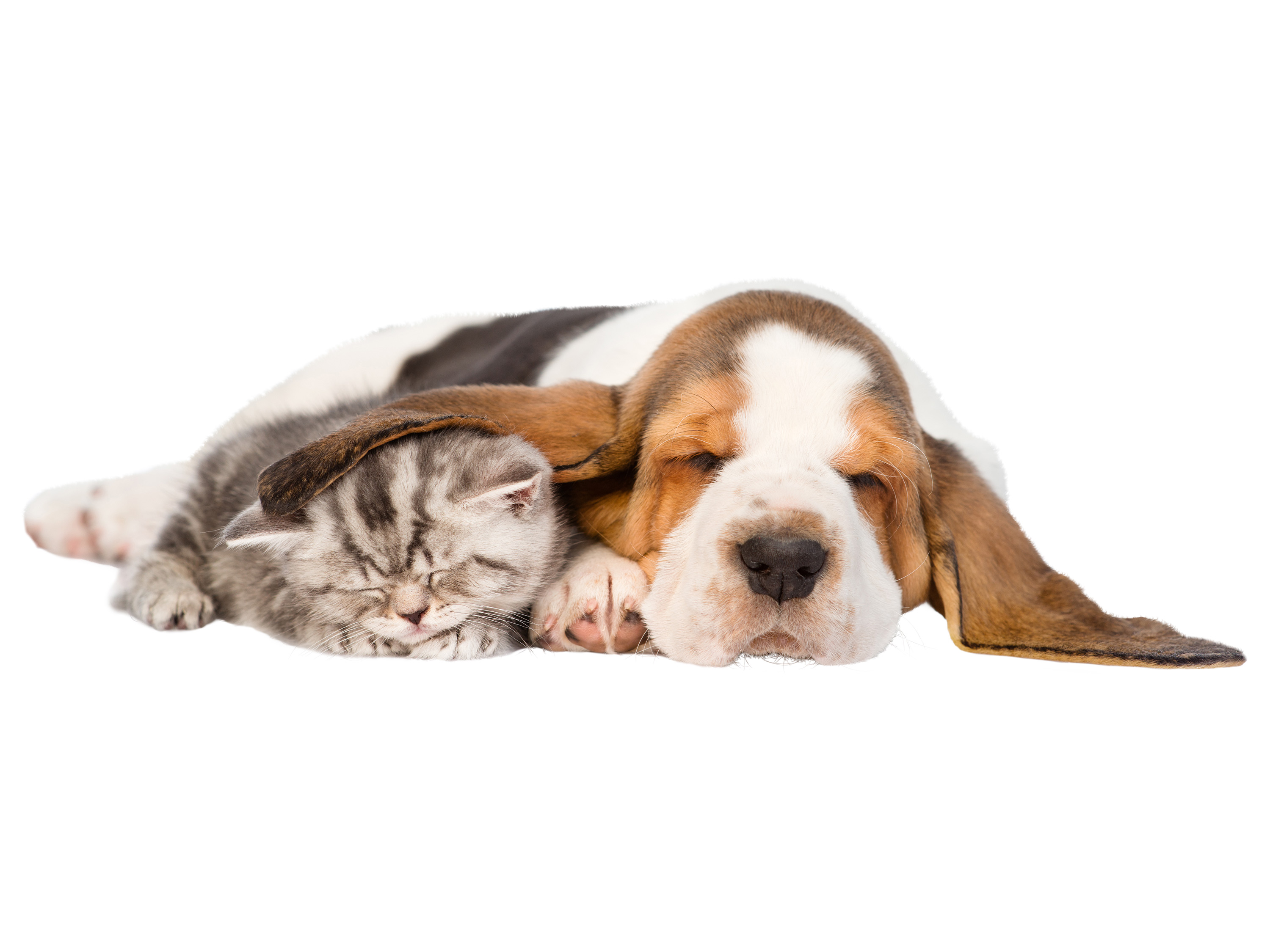 Thumbnail - zoofari® Haustiertransporttasche (Rucksack)