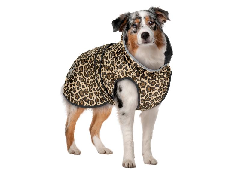 Australian Shepherd Hund in Leopardenmuster-Hundemantel