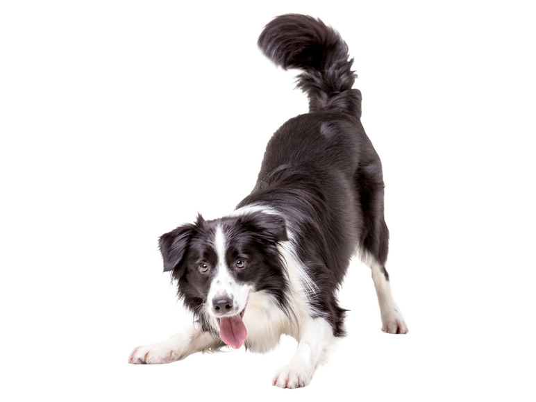 Gehe zu Vollbildansicht: zoofari® Intelligenzspielzeug Hunde / Katzen, für Konzentration und Geschicklichkeit - Bild 6