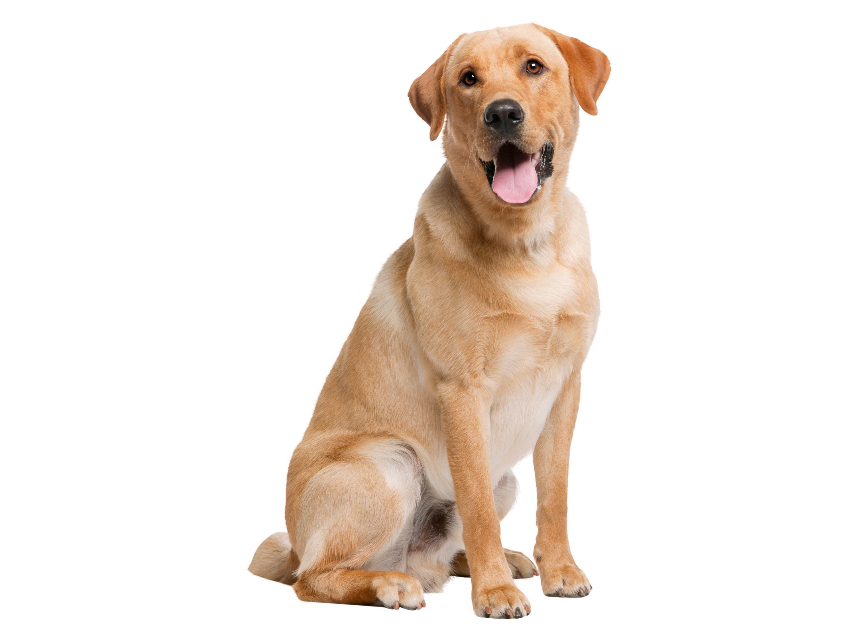 Thumbnail - zoofari® Hundegeschirr, mit reflektierenden Deko-Elementen (Blau, L)