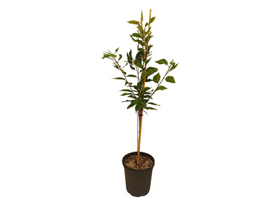 Japanische Blütenkirsche 'Kanzan', rosa blühend, XL Strauch