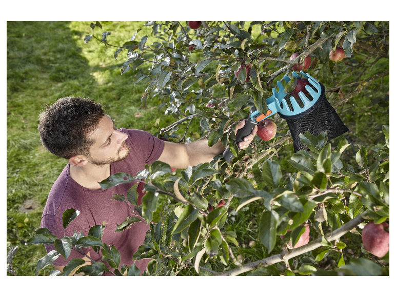Äpfel ernten mit einem Apfelpflücker.