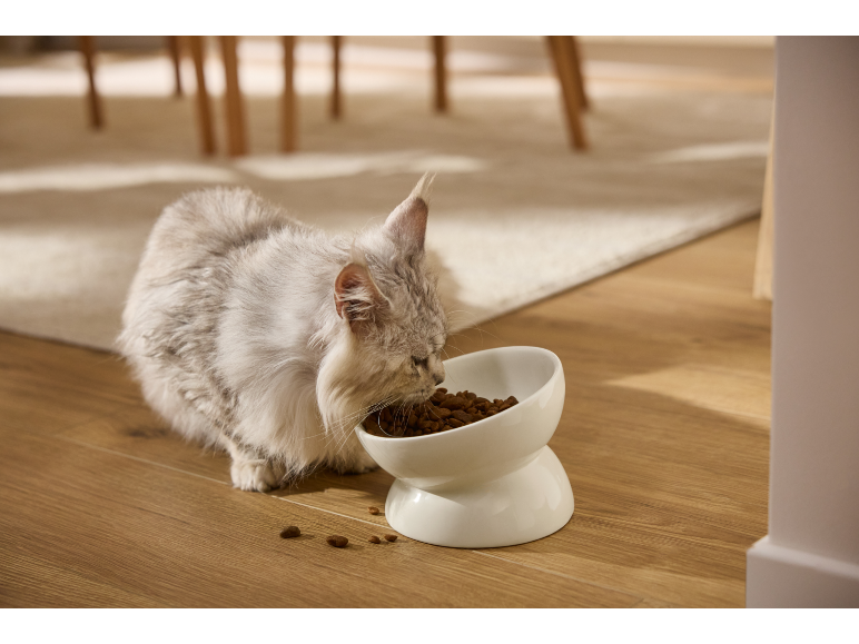 Graue Katze frisst Trockenfutter aus einem erhöhten weißen Keramiknapf.