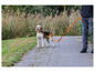 Ein Beagle an der Leine auf einem gepflasterten Weg.