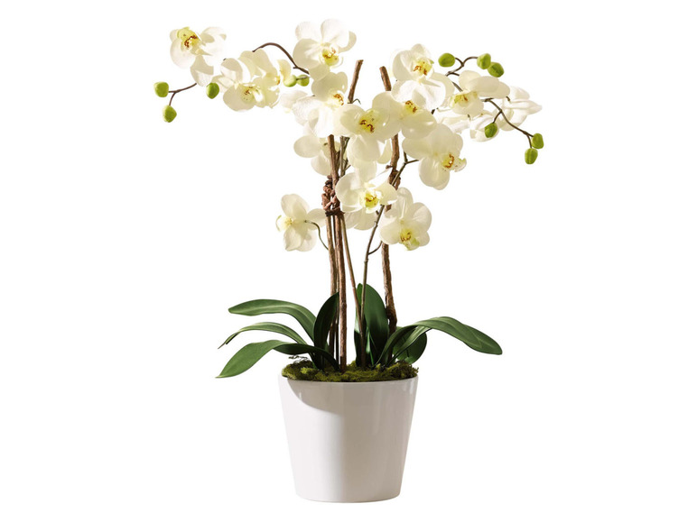 Gehe zu Vollbildansicht: Pureday Kunstpflanze »Orchideentopf«, täuschend echt - Bild 2