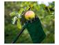 Obstpflücker mit grünem Beutel erntet einen Apfel von einem Ast.