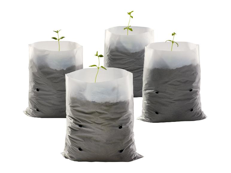 Vier Pflanzen in weißen Plastik-Anzuchtbeuteln.