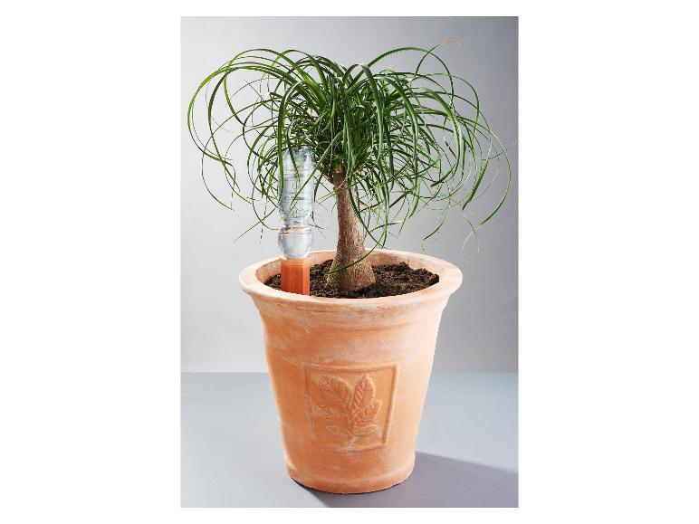 Zimmerpflanze mit automatischem Bewässerungssystem in einem Terrakottatopf.