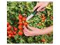 Hände ernten reife Kirschtomaten von einer Pflanze mit einem Gartenmesser.