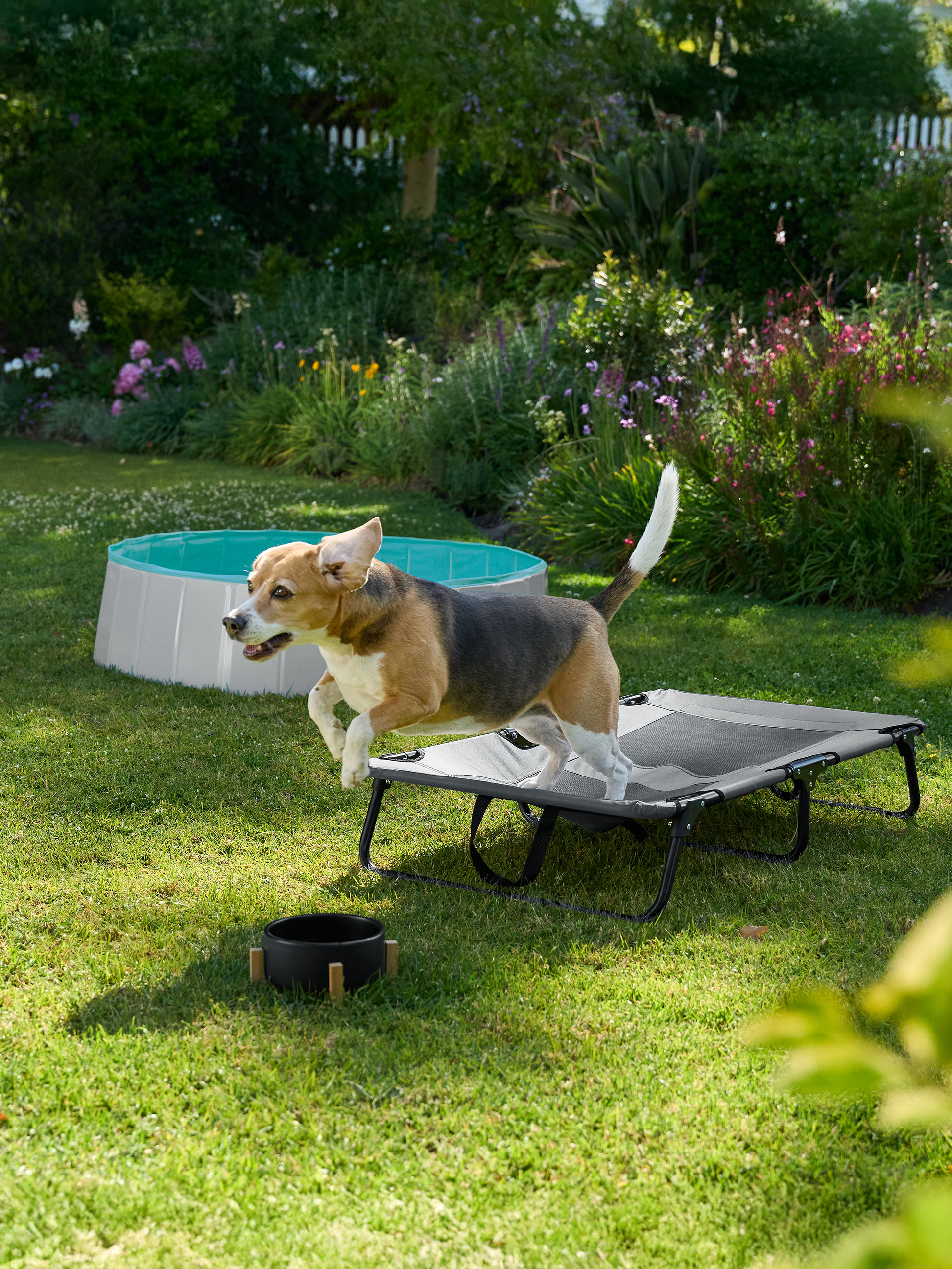 Ein Beagle springt auf ein erhöhtes Hundebett mit einem Haustierpool im Hintergrund in einem Garten.