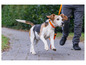 Ein Beagle mit einem orangefarbenen Halsband und einer Leine läuft auf einem Betonweg.