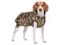 Beagle-Hund in einem Leopardenmuster-Mantel