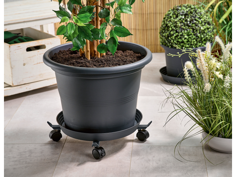 Großer Blumentopf auf einem Pflanzenroller, mit weiteren Topfpflanzen im Hintergrund.