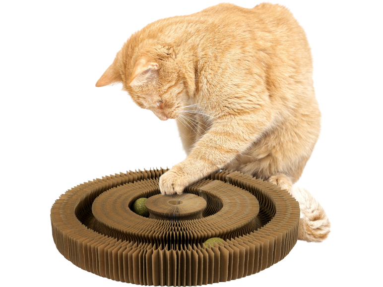 Roter Kater spielt mit einem runden Kratzbrett aus Pappe und einem Ball.